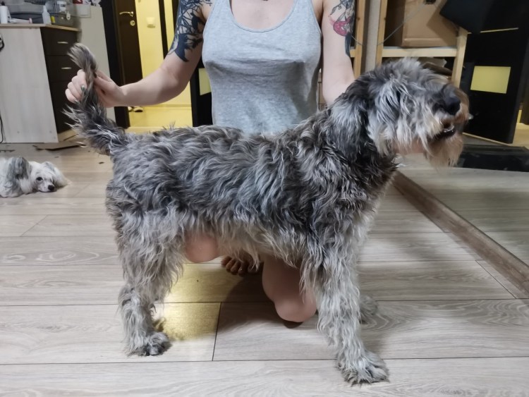 Хелп шнауцер Ростов на Дону