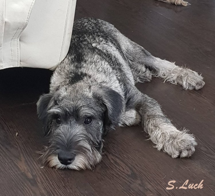 Цвергшнауцер черный