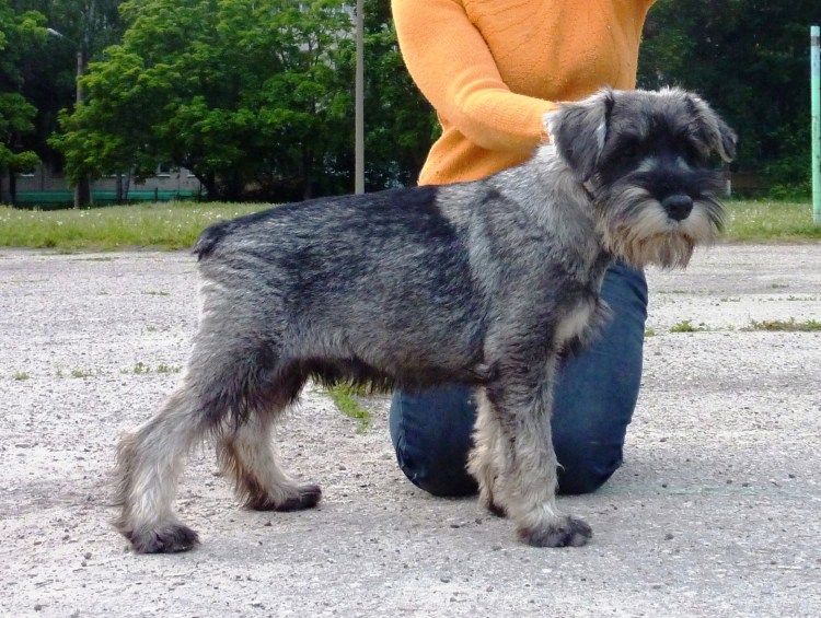 Миттельшнауцер винзгард альдари