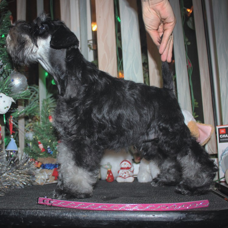 Цвергшнауцер черный с серебром чемпион