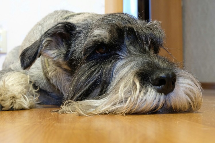 Цвергшнауцер черный с серебром