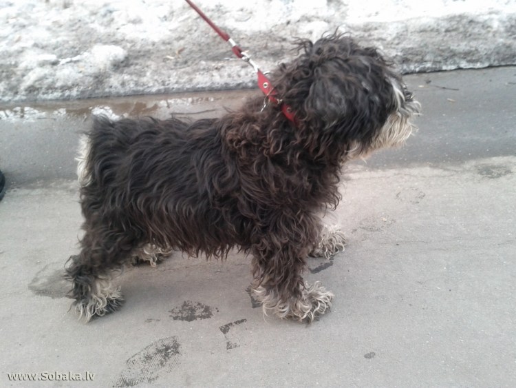 Цвергшнауцер нестриженный