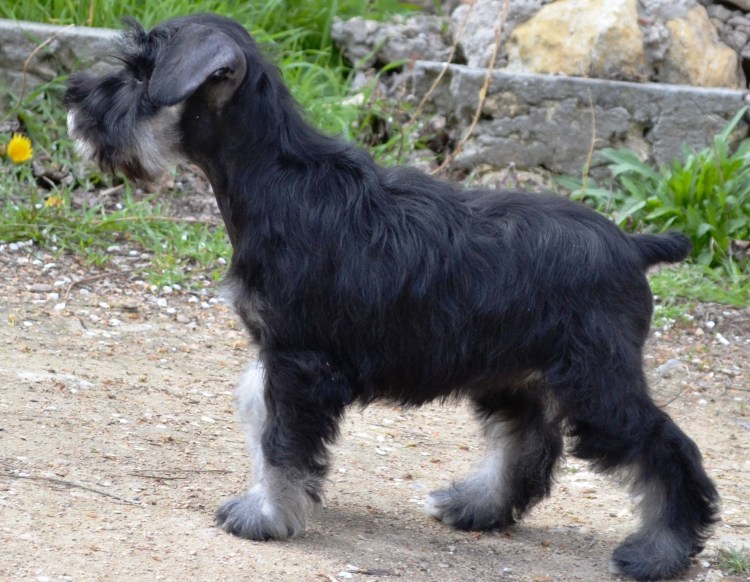 Ризеншнауцер окрас черный с серебром