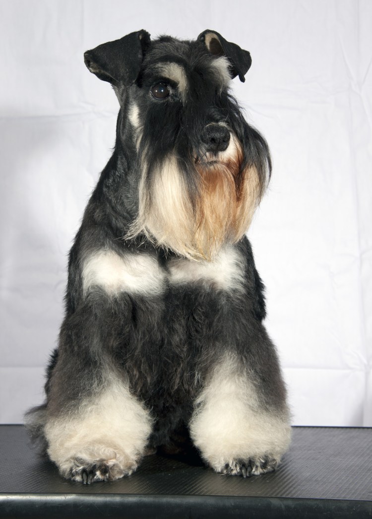 Цвергшнауцер чемпион мира