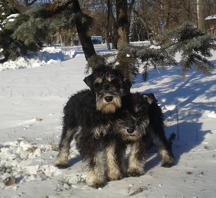 Цвергшнауцер и первый снег