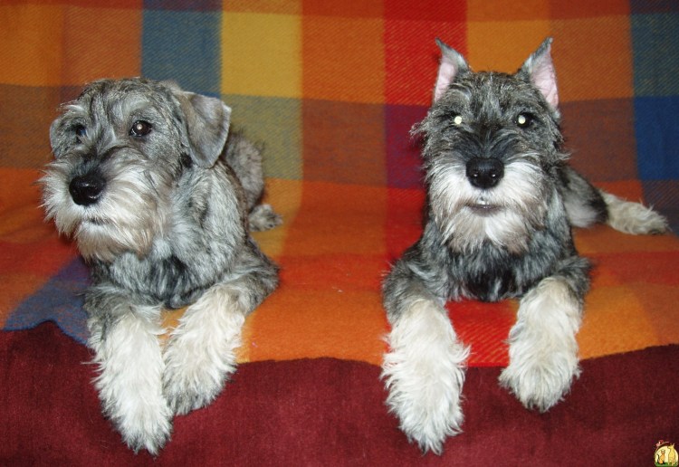 Миттельшнауцер обросший