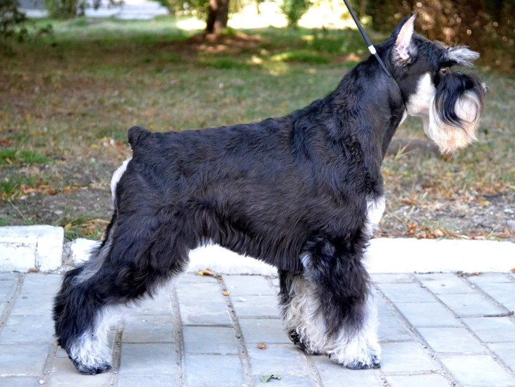 Метис миттельшнауцера