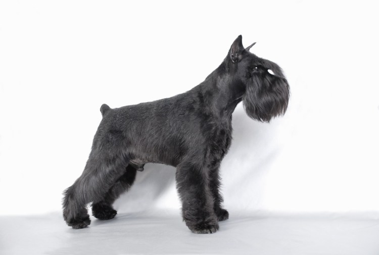 Schnauzer