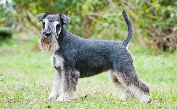 Порода собак Цвергшнауцер