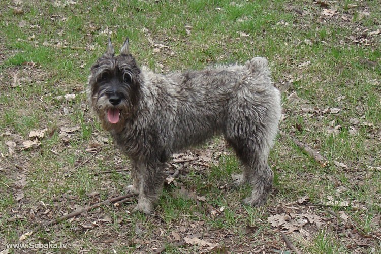Трэлс питомник миттельшнауцеров