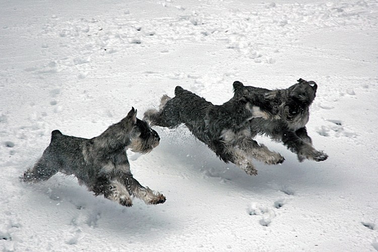 Цвергшнауцер серебро на черном девочки