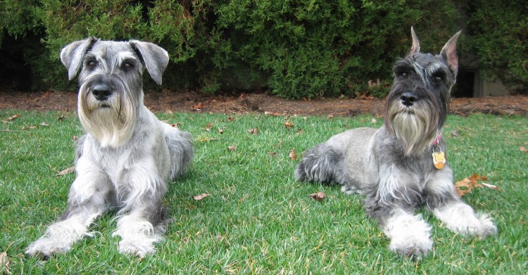 Цвергшнауцер черный с серебром