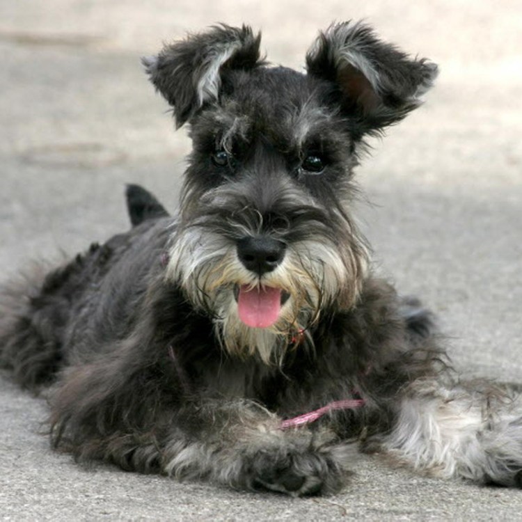 Цвергшнауцер с хозяином