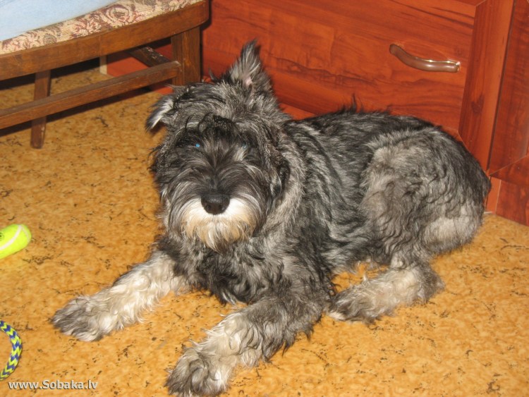 Американские шнауцеры