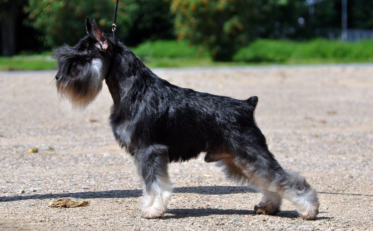 Миттельшнауцер нестриженный