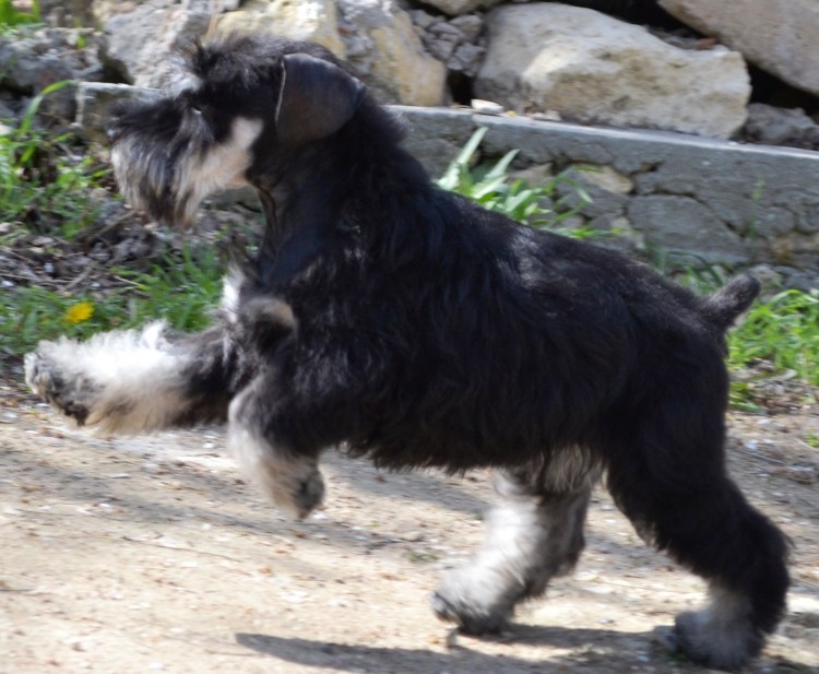 Шпицнауцер