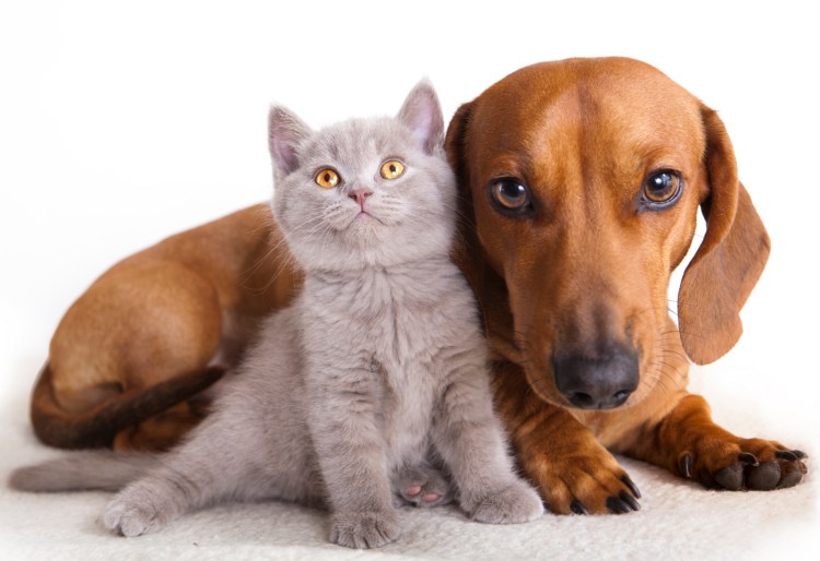 Кот и собака