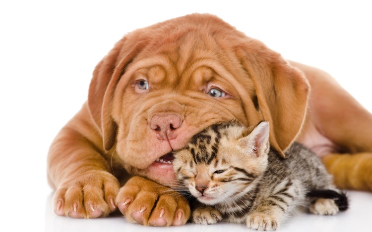 Кошки и собаки