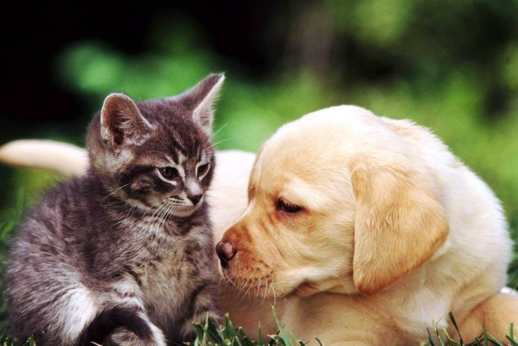 Собачки и кошечки