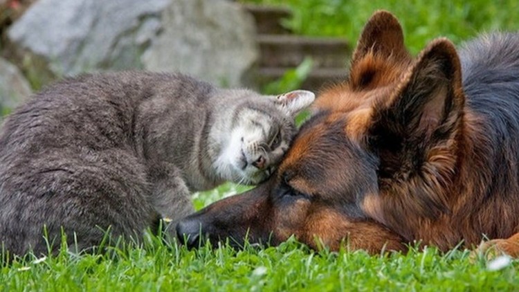 Собака с кошкой дружат