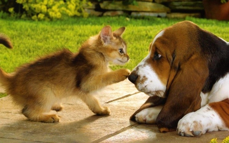 Собака с кошкой дружат