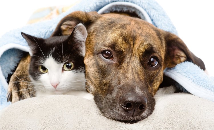 Кошки и собаки