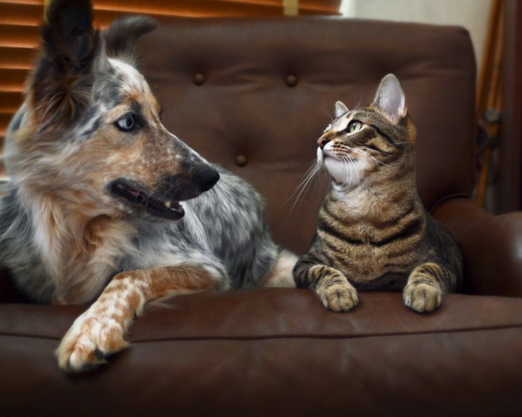 Кот и собака