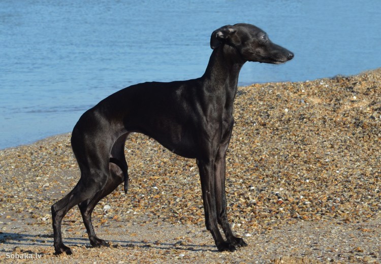 Левретка черная