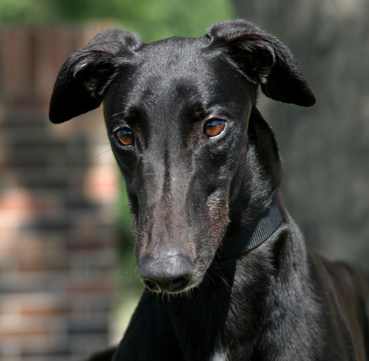 Левретка гончая борзая