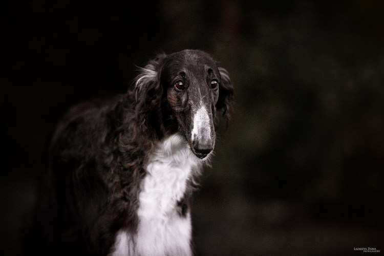 Русская псовая борзая