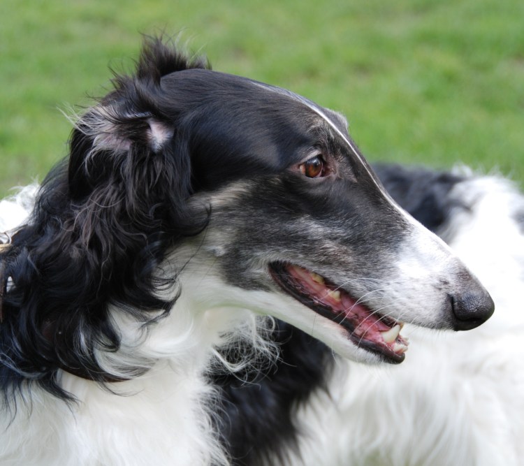 Гончая борзая