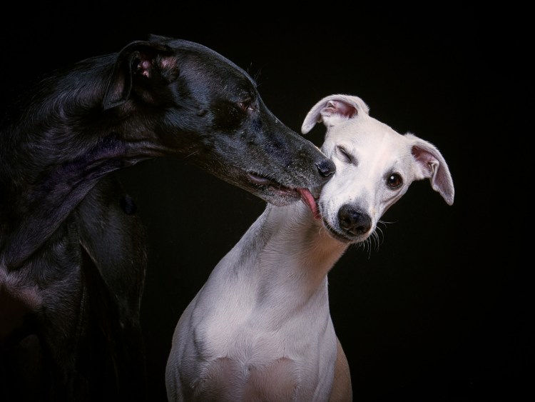 Уиппет и Грейхаунд