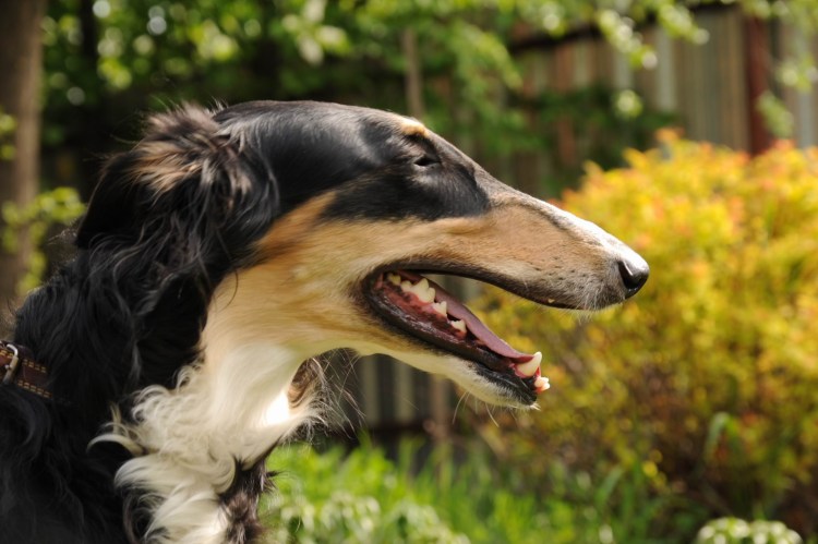 Русская псовая борзая голова