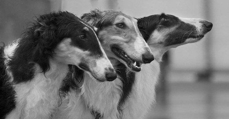 Русская псовая борзая белая