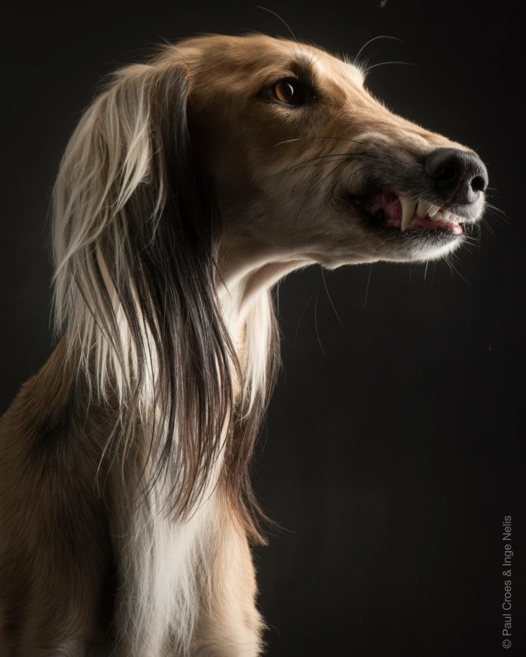 Борзая салюки черная