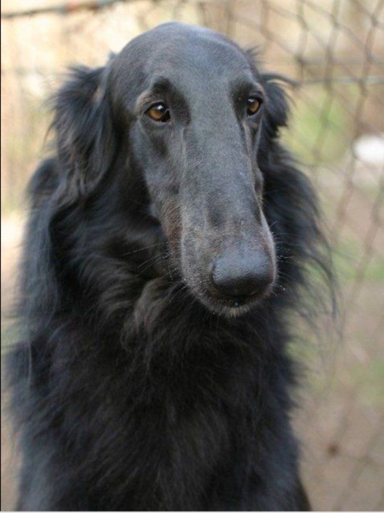 Русская борзая черная