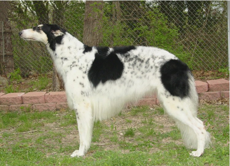 Псовая борзая черная белая