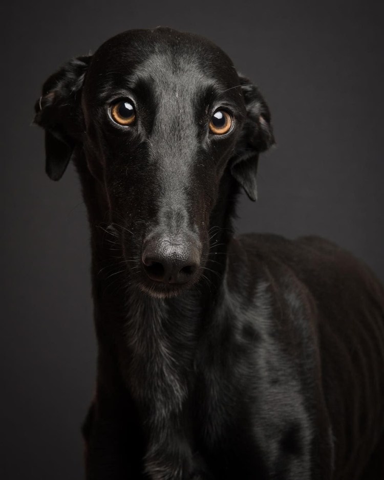 Борзая салюки черная