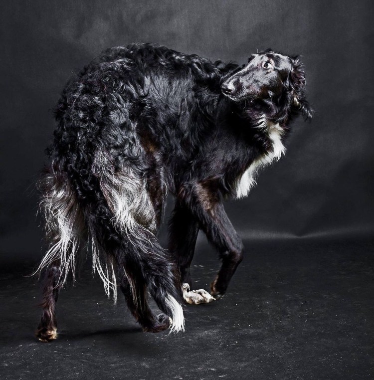 Чёрная псовая борзая