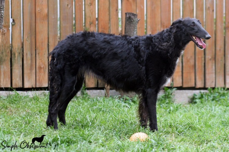 Чёрная псовая борзая