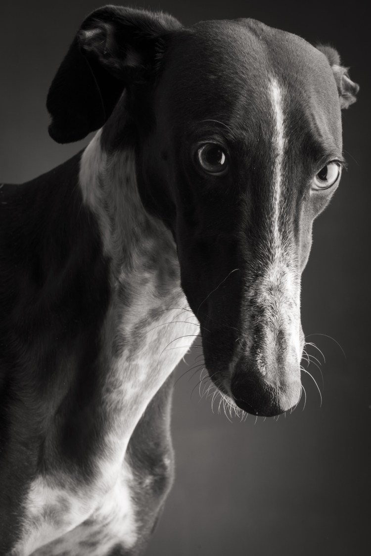 Борзая черная короткошерстная