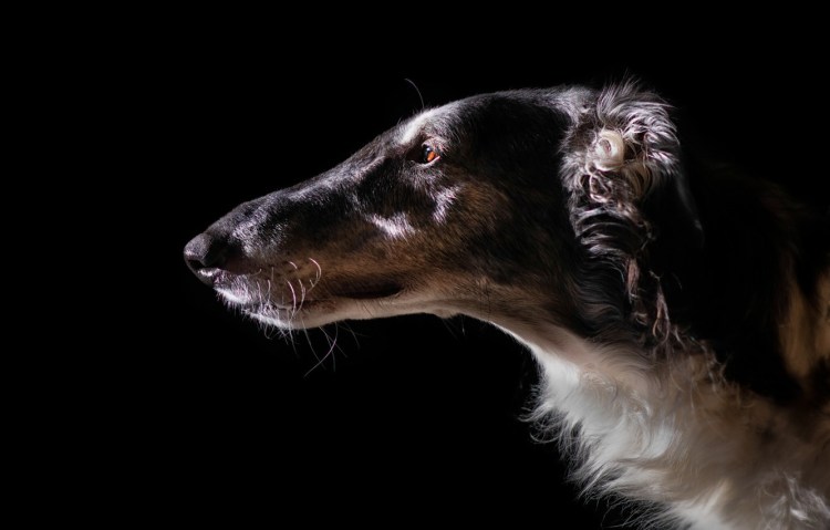 Русская борзая черная