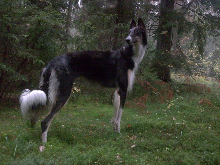 Русская псовая черная