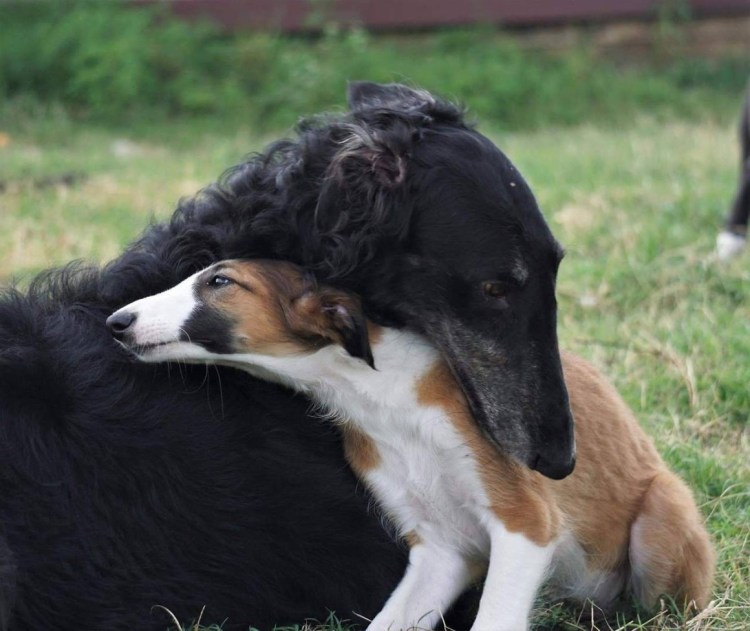 Чёрная псовая борзая