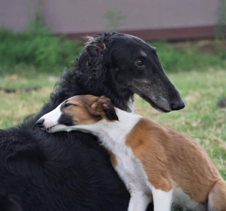 Русская псовая борзая щенок