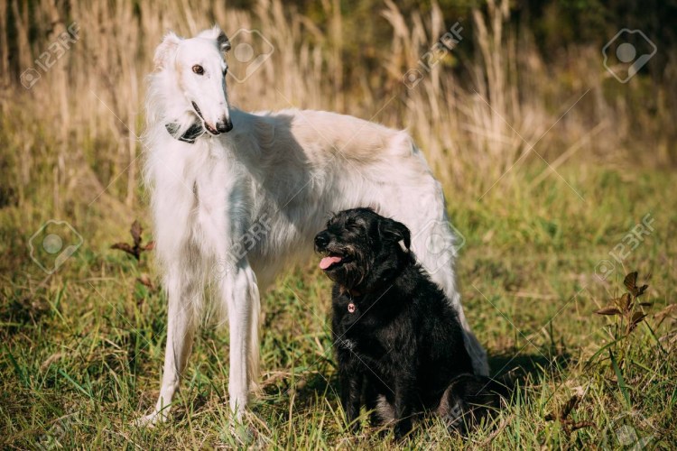 Русская псовая борзая и Доберман
