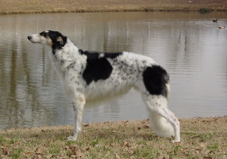 Чёрная псовая борзая