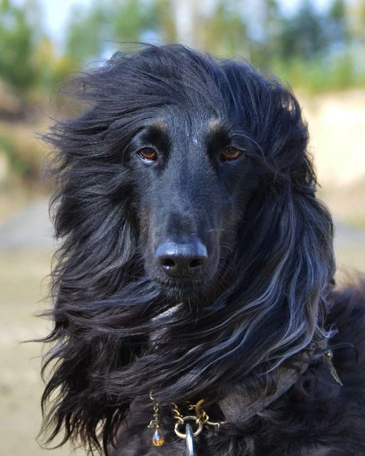 Афганская овчарка