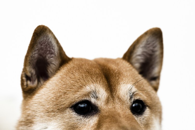 Собака с прижатыми ушами