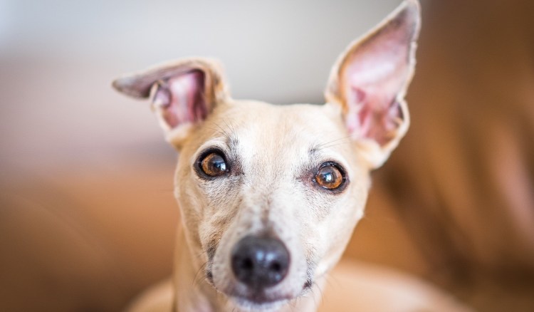 Собачка с оттопыренными ушками